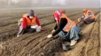 Bolu'da Türk Fındığı tohumu ekimleri devam ediyor