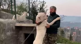 El konulan 'yasak ırk' 3 köpeği için her gün barınağa gidiyor