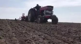 Trakya'daki kuraklık ayçiçeği verimini düşürdü