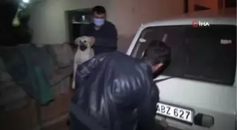 Yaralı köpeğe belediye ekipleri sahip çıktı