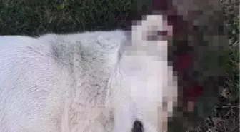 Avukata, sokak köpeğini vurarak öldürdüğü suçlaması