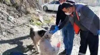 Hakkari'de sokağa çıkma kısıtlamasında can dostlar unutulmadı