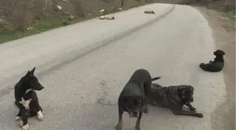 Sokak kısıtlamasında 'can dostlara' nefes oluyorlar