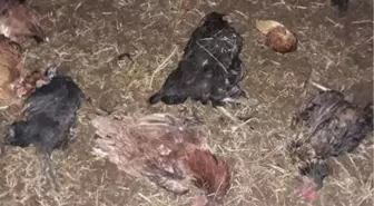 Ağıla giren sokak köpekleri 70 tavuk ve 3 kuzuyu parçaladı