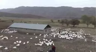 Son dakika haberleri | Bingöllü hindi üreticisi, salgına rağmen yeni yıldan umutlu