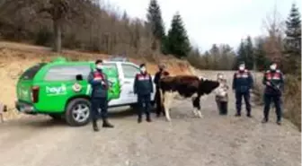 Son dakika haber! Kayadan düşerek yaralanan büyükbaş hayvanı, jandarma kurtardı