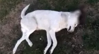 Köpeği vuran avukat serbest kaldı