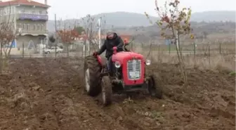 Sındırgı'ya karakılçık buğdayı ekildi