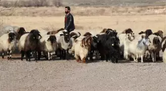 13 kaburgası olan Norduz koyunu, sadece Van'da yetiştiriliyor