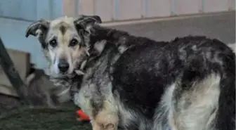 Tiner dökülerek yakılan köpek yaşama tutundu