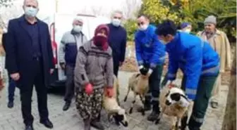 Büyükşehir, sakız koyunu dağıtımına devam ediyor