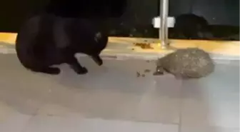 Kirpi, balkona kedi için koyulan mamayı yedi