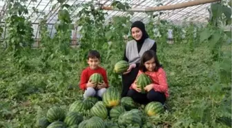 Gazipaşa'da dört mevsim karpuz hasadı