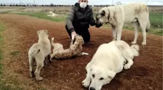 Köpeklerini tüfekle öldürdüğünü iddia ettiği komşusunu darbetti