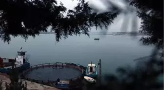Fırat Nehri'nde yetiştirilen somon balıkları dünyaya ihraç ediliyor