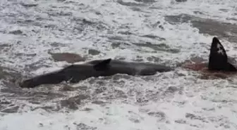 İngiltere'de kıyıya vuran dev ispermeçet balinaları paniğe neden oldu