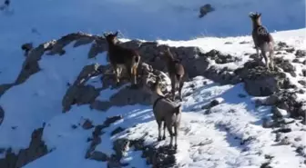 Dağ keçileri sürü halinde görüntülendi