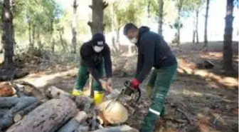 Ayvalık'ta budanan odunlar dar gelirlinin sobasına gidiyor