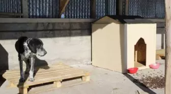 Sivas'ın en soğuk ilçesi İmranlı'da, sokak köpekleri için barınak