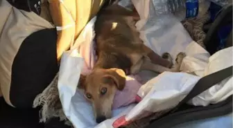 Yaralı köpeğin uyutulmasına gönlü elvermedi, tedavisi için Burdur'a götürdü