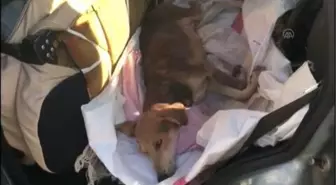 Yol kenarında bulduğu ve saçmayla yaralanan köpeğe sahip çıktı