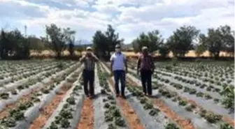 Konya'da Aralık ayında çilek hasadı