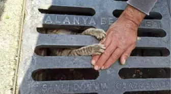 Mazgala sıkışan yavru kediyi itfaiye kurtardı