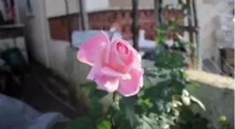 Kış günü Yediveren, Yasemen şaşkınlığı