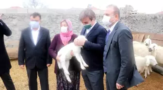Aksaray'da küçükbaş hayvan sayısı 1,5 milyona çıkacak