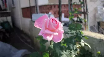 Kış günü Yediveren, Yasemen şaşkınlığı