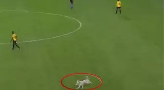 Polis köpeği bir anda sahaya daldı! Futbolcular ne yapacaklarını şaşırdı