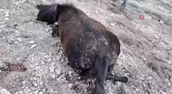 Yılkı atları silahla vurulmuş halde bulundu