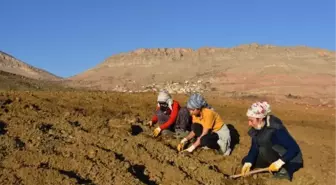 Dargeçit'te lavanta dikimine başladı