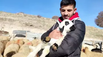 Hem çobanlık yaptı, hem ders çalışarak hayallerinin peşinden gitti