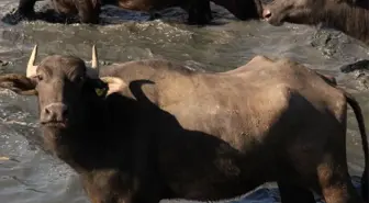Kaymak altı sütünden doğal süzme yoğurt yapılıyor
