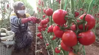 Seralarda domates hasadı sürüyor