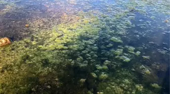 Su kaynaklarında siyanotoksin tehlikesi