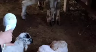 3 yıldır bir batında dördüz doğuruyor