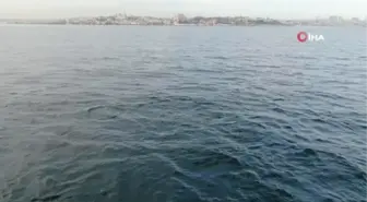 İstanbul Boğazı'nda yunus şöleni güzel anlara sahne oldu
