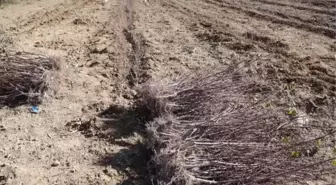 Mut'ta bahçelerde kışlık bakım başladı