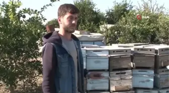 Son dakika haber: Adana'da arı ölümleri