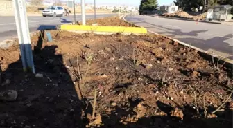 Adıyaman refüjlerinde güller açacak