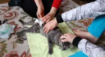 Altıncı kattan düşüp felç geçiren kediye çocukları gibi bakıyorlar