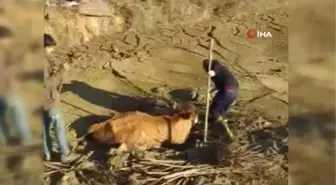 Bingöl'de çamura saplanan inek kurtarıldı