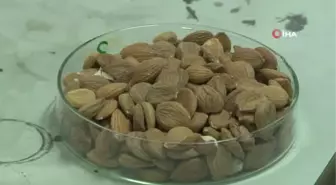 'Kayısının çekirdeği da şifa deposu'