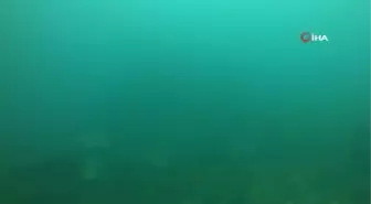 Rekortmen dalgıç 27 kiloluk dev akyayı böyle avladı