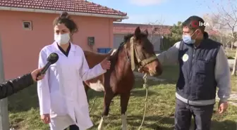 Sahibinden kaçan at barınağa gitti