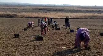 Salihli'de lavanta üretimine ilgi artıyor