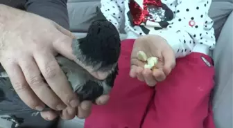 Adıyaman'da kanadı makasla kesilmiş karga bulundu