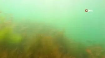 Sapanca Gölünün su altı ve drone görüntüleri nefes kesti